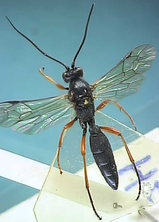 Ichneumonidae 12